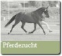 Pferdezucht Button.jpg
